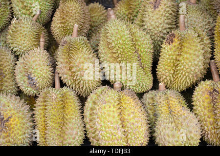 Durian. L'immagine di verde sono durian vendere al mercato locale. Foto Stock
