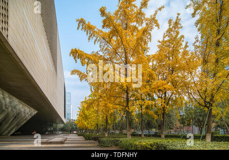 Il Ginkgo tree dalla strada di Chengdu high-tech District, Sichuan Foto Stock