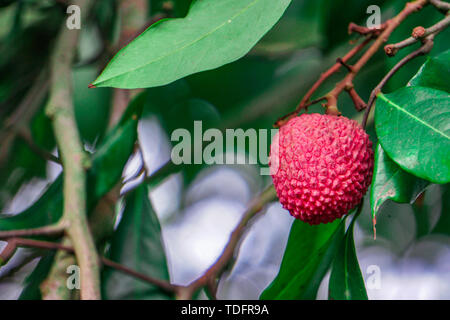 L'introduzione di litchi Foto Stock