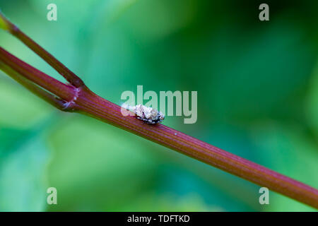 Alcuni tipi di cera cicala larve. Foto Stock