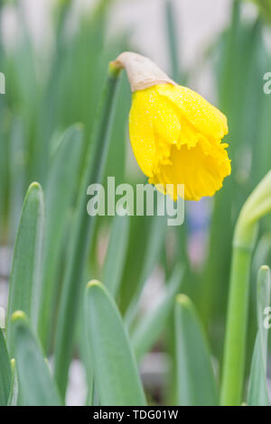 Daffodil close-up Foto Stock