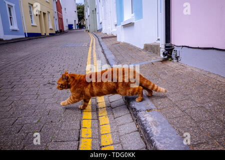 Un gatto attraversa una strada in Tenby, Wales, Regno Unito. Foto Stock
