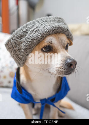 Cani e cuccioli di indossare cappelli e vestiti Foto Stock