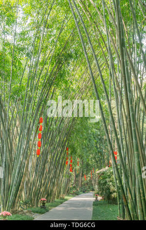 Foresta di Bamboo prugna Fiore strada prato in primavera a Chengdu, Cina Foto Stock