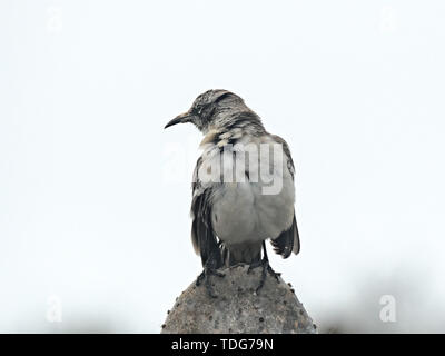 Close up di un preening mockingbird su isla genovesa nelle isole Galapagos Foto Stock