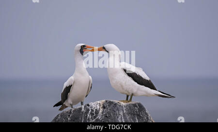 Una coppia di nazca preening sule su isla espanola nelle isole galalagos, Ecuador Foto Stock