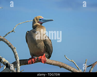 Rosso-footed booby appollaiato su un ramo a isla genovesa nelle isole galalagos, Ecuador Foto Stock