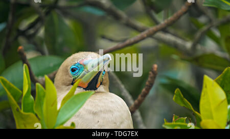 In prossimità della testa di un rosso-footed booby nelle isole galalagos, Ecuador Foto Stock