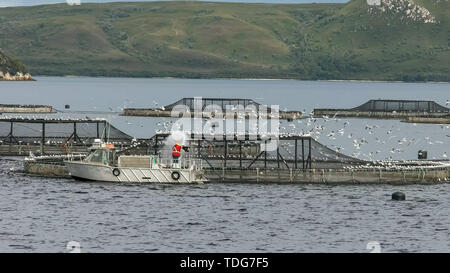 Lavoratori utilizzare tubi flessibili per i pellet di mangime per il salmone atlantico in una fattoria in macquarie Harbour sulla costa occidentale della Tasmania, Australia Foto Stock