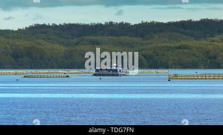 Una vista di allevamento di salmoni penne macquarie Harbour, come si vede dalla gordon River Cruise in Tasmania, Australia Foto Stock