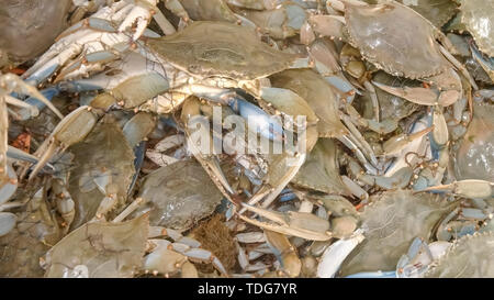 Immagine ravvicinata di una cassa di live nuotatore azzurro di granchi di vendita a centrale di Atene sul mercato del pesce in Grecia Foto Stock