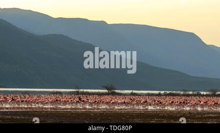 Ampia vista di un branco di fenicotteri minore sulla riva del lago bogoria in Kenya Foto Stock