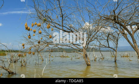 Ampia vista del sud Tessitore mascherato nidi di uccelli in Lake Baringo, Kenya Foto Stock