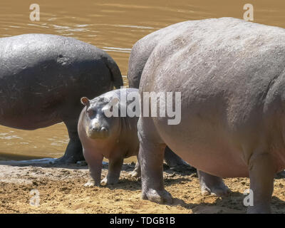 Baby ippopotamo soggiornando vicino alla sua madre per la protezione nel masai Mara Game Reserve, Kenya Foto Stock