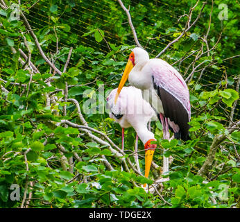 Primo piano di un giallo cicogna fatturati in piedi il suo nido in un albero, uccello tropicale dall'Africa Foto Stock