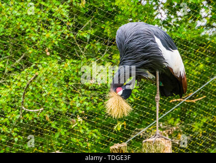 Primo piano di un Grey Crowned Crane preening le sue piume, tropicale e minacciate specie di uccelli provenienti dall Africa Foto Stock