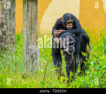 Ritratto di un giovane scimpanzé occidentale a cavallo sul retro di un adulto chimp, specie gravemente minacciate specie animale dall'africa Foto Stock