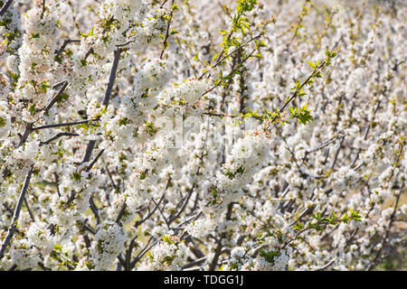 Dettaglio di bianco fiori di ciliegio in Valdastilla, Valle del Jerte. Foto Stock