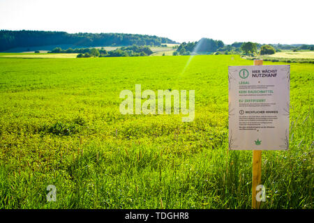 Un campo di canapa in Hesse, m Germania Foto Stock