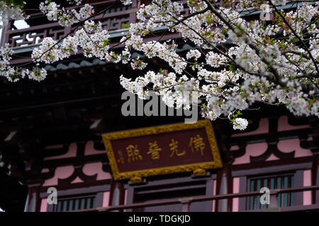 Fiori Ciliegio al tempio Hanshan a Suzhou Foto Stock