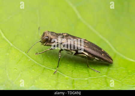 Metallizzate legno-noioso Beetle (Agrilus obsoletoguttatus) su un agrodolce orientali (Celastrus orbiculatus foglia). Foto Stock