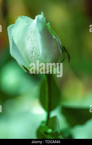 Nella vita quotidiana, le rose sono il termine generale per una serie di coloratissimi cultivar del genere Rosa. Queste cultivar dovrebbe essere chiamato luna stagioni o di rose nella tassonomia vegetale. Real rose rosse non esistono. Cut-flower Red Rose sono effettivamente luna stagioni. Foto Stock