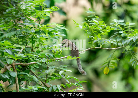 Un Scoiattolo striado salendo su un ramo. Foto Stock