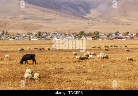 Colore di autunno del pascolo sotto la montagna Qilian Foto Stock