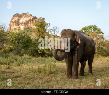 Elephant sorge nella parte anteriore di Sigiriya rock in Sri Lanka. Foto Stock