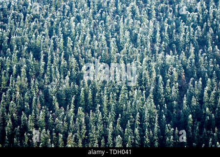 Lin Hai Xue Yun. Suining County, nella provincia del Hunan, che gode della reputazione della prima contea di selvicoltura nel paese, Yindao risorse forestali sono molto ricche e una grande area della foresta è particolarmente bello nel sole dopo la neve. Foto Stock