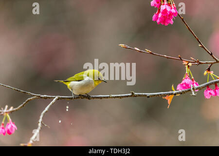 Un verde scuro ricamato uccello su un ramo di fiori. Foto Stock