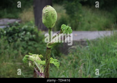 Impianto Hogweed lungo il lato della strada in Moordrecht, Paesi Bassi Foto Stock