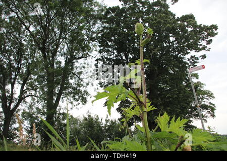 Impianto Hogweed lungo il lato della strada in Moordrecht, Paesi Bassi Foto Stock