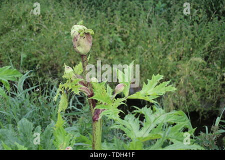 Impianto Hogweed lungo il lato della strada in Moordrecht, Paesi Bassi Foto Stock