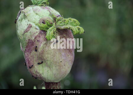 Impianto Hogweed lungo il lato della strada in Moordrecht, Paesi Bassi Foto Stock