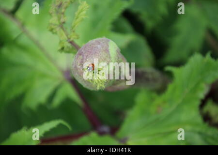 Impianto Hogweed lungo il lato della strada in Moordrecht, Paesi Bassi Foto Stock