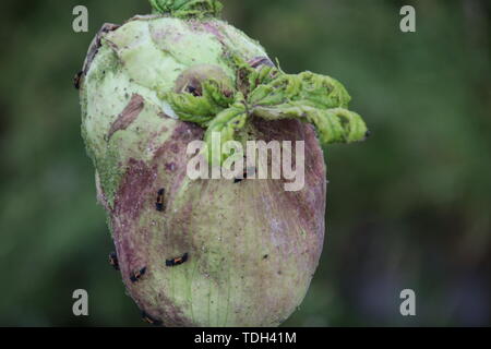 Impianto Hogweed lungo il lato della strada in Moordrecht, Paesi Bassi Foto Stock