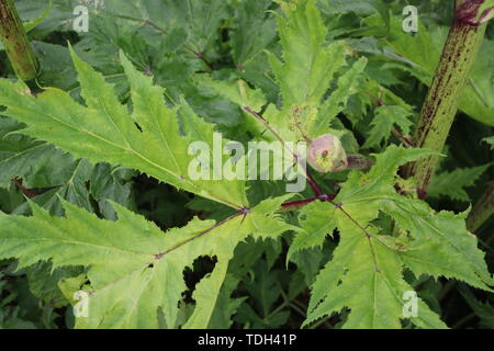 Impianto Hogweed lungo il lato della strada in Moordrecht, Paesi Bassi Foto Stock