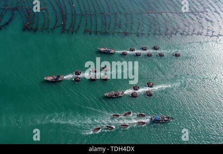 Pechino, Cina. Il 15 giugno, 2019. Foto aerea adottate il 15 giugno 2019 mostra rimorchiatori trascinando dinghys caricato con alghe marine verso wharf in Rongcheng, est della Cina di Provincia dello Shandong. Credito: Li Xinjun/Xinhua/Alamy Live News Foto Stock