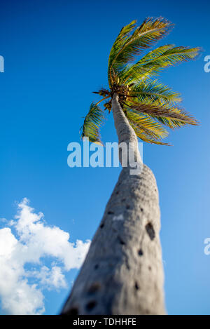 Palm Tree e cielo blu dal basso angolo di Key West, Florida Foto Stock