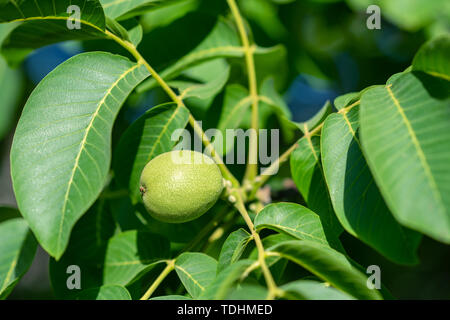 Verde fresco di noci che crescono su un albero.concetto di agricoltura Foto Stock