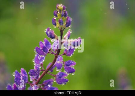 Splendidamente sbocciato Fiori di lupino e gocce di pioggia. Fiori di campo Foto Stock