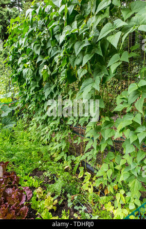 Monte Cristo pole fagioli, Merlot looseleaf lattuga, Yaya carote, e kale inizia in un giardino in Issaquah, Washington, Stati Uniti d'America. Le carote sono un compagno pl Foto Stock