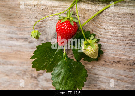 Everbearing fragola piante che crescono in un letto rialzato giardino in Issaquah, Washington, Stati Uniti d'America Foto Stock