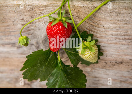 Everbearing fragola piante che crescono in un letto rialzato giardino in Issaquah, Washington, Stati Uniti d'America Foto Stock