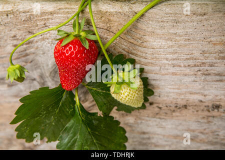 Everbearing fragola piante che crescono in un letto rialzato giardino in Issaquah, Washington, Stati Uniti d'America Foto Stock