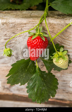 Everbearing fragola piante che crescono in un letto rialzato giardino in Issaquah, Washington, Stati Uniti d'America Foto Stock