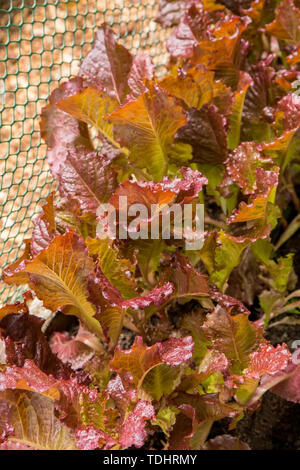 Merlot looseleaf lattughe crescono in un giardino in Issaquah, Washington, Stati Uniti d'America. Sorprendente, profondo rosso scuro, quasi viola frilly foglie. Un molto croccante e op Foto Stock