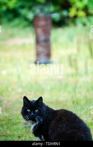 Il Pet cat staring al bird feeder, in attesa di uccello a terra. In un giardino suburbano. Foto Stock
