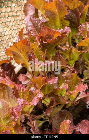 Merlot looseleaf lattughe crescono in un giardino in Issaquah, Washington, Stati Uniti d'America. Sorprendente, profondo rosso scuro, quasi viola frilly foglie. Un molto croccante e op Foto Stock